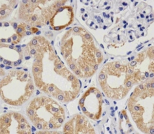vWF Antibody