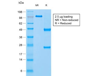SDS-PAGE analysis of purified, BSA-free recombinant Napsin A antibody (clone rNAPSA/1239) as confirm