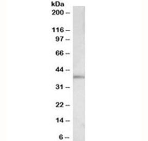 C-Fos Antibody