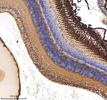 IHC staining of zebrafish Atoh7 protein using Zebrafish Atoh7 antibody, HRP-labeled secondary and DA
