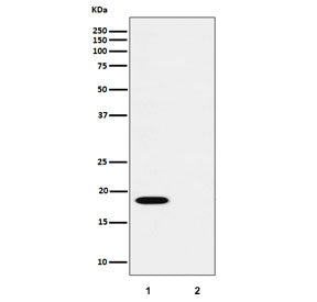 Western blot testing of lysate from 1) human HUVEC and 2) human HUVEC treated with alkaline phosphat