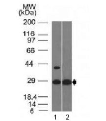 Erythropoietin Antibody / EPO
