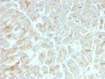 IHC testing of FFPE human pancreas with recombinant CFTR antibody (clone rCFTR/1342). HIER: boil tis
