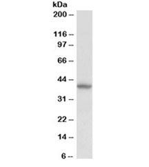 Western blot testing of human kidney lysate with Decorin antibody at 0.5ug/ml. Predicted molecular w