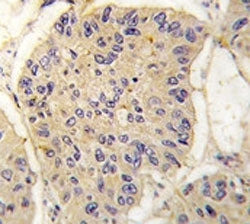 FKBP12 Antibody