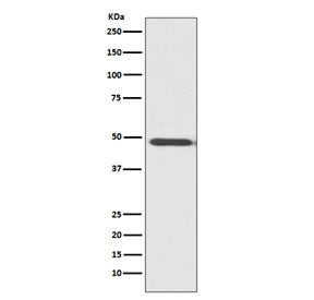 MyoD1 Antibody