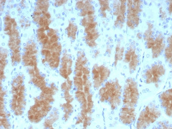 IHC staining of FFPE human stomach tissue with CEACAM1 antibody (clone CEACAM1/4840). HIER: boil tis