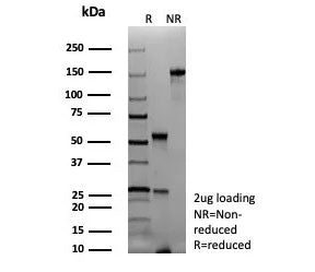 PAX7 Antibody