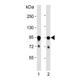 Western blot testing of human 1) A431 and 2) HeLa cell lysate with HSP90 beta antibody. Expected mol