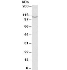 Western blot testing of U937 lysate with CD68 antibody at 1ug/ml. Predicted molecular weight 37~110 