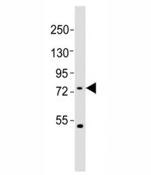 FBXW7 Antibody