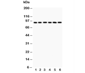 TLR1 Antibody