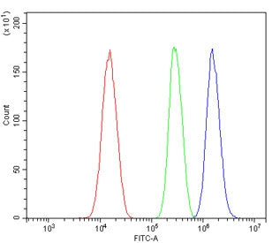 Flow cytometry testing of human SiHa cells with HIF2 alpha antibody at 1ug/million cells (blocked wi