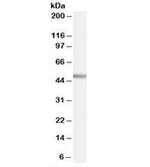 Western blot testing of human cerebellum lysate with PTF1A antibody at 0.5ug/ml. Predicted molecular