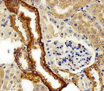 IHC testing of FFPE mouse kidney tissue with FXYD6 antibody. HIER: steam section in pH6 citrate buff