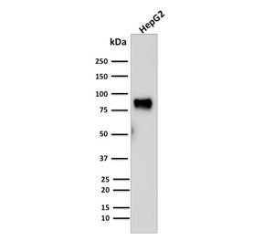 Western blot testing of human HepG2 cell lysate with MDM2 antibody (clone SMP14). Predicted molecula