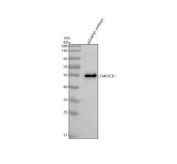 Western blot analysis of Smarce1 protein using Smarce1 antibody and zebrafish embryo tissue lysate. 