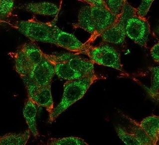 Immunofluorescent staining of PFA-fixed human U-87 cells using MED21 antibody (green, clone PCRP-MED