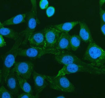 PEX16 Antibody / Peroxisomal biogenesis factor 16, 100ug