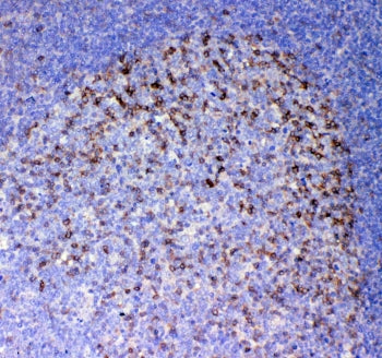 IHC testing of FFPE human tonsil tissue with ICOS antibody at 1ug/ml. Required HIER: steam section i