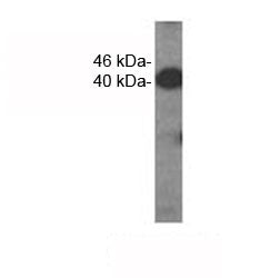 Western analysis of extracts from HDMEC cells using VEGFC antibody. Predicted molecular weight ~46 k