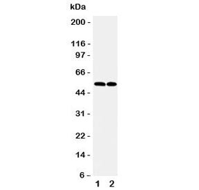 CCR3 Antibody