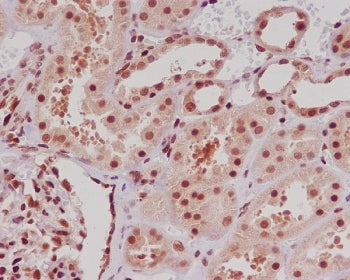 IHC staining of FFPE human kidney tissue with ERG antibody. HIER: boil tissue sections in pH6, 10mM 