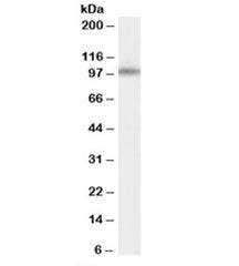 Western blot testing of human cerebellum lysate with MINT1 antibody at 0.1ug/ml. Predicted molecular