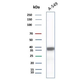 Western blot testing of human A549 cell lysate using AKR1C1 antibody (clone AKR1C1/9317). Predicted 