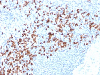 IHC testing of FFPE human spleen with recombinant MMP9 antibody (clone rMMP9/1769). Required HIER: b