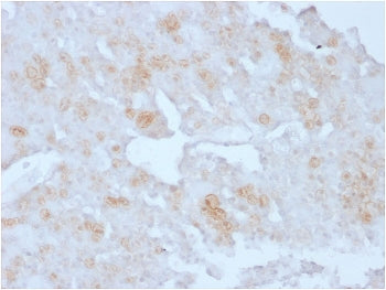 Annexin A1 Antibody