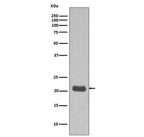 HRAS Antibody