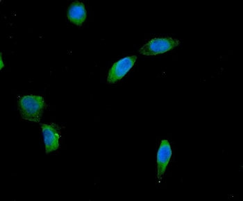 Immunofluorescent staining of FFPE human U-2 OS cells with AES antibody (green) and DAPI nuclear sta