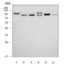MCM8 Antibody