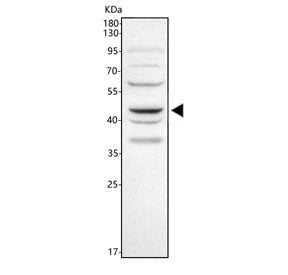 Western blot testing of human SiHa cell lysate with WNT5A antibody. Predicted molecular weight ~41 k