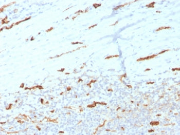 CD31 Antibody / PECAM-1