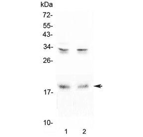 Western blot testing of 1) rat brain and 2) mouse brain lysate with Pleiotrophin antibody at 0.5ug/m