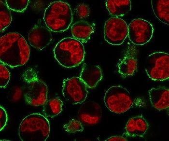 Immunofluorescence staining of human K562 cells with CD43 antibody (green, clone CDLA43-2) and NucSp