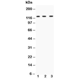 HIF-1-alpha Antibody