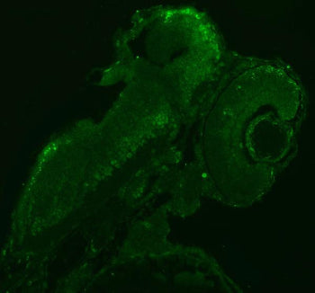 Immunofluorescent staining of Sf3a1 protein using Zebrafish Sf3a1 antibody. HIER: boil tissue sectio