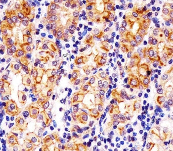 IHC testing of FFPE human stomach tissue with SLC22A2 antibody. HIER: steam section in pH6 citrate b