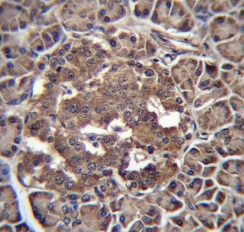 IHC testing of FFPE human pancreas tissue with RBP-L antibody. HIER: steam section in pH6 citrate bu