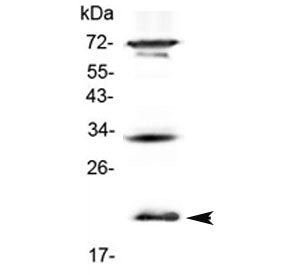 Western blot testing of mouse NIH3T3 cell lysate with Il17b antibody at 0.5ug/ml. Expected molecular