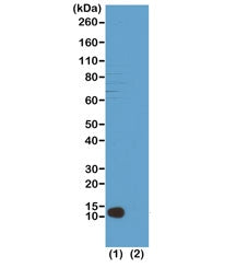 Western blot test of (1) acid extracts of HeLa cells and (2) recombinant Histone H4, using recombina