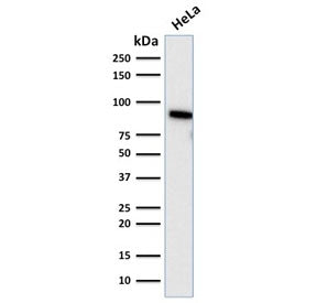 Western blot testing of human HeLa cell lysate with TLE1 antibody (clone TLE1/2085). Predicted molec