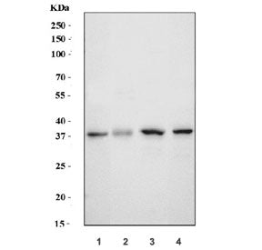 Western blot testing of 1) monkey COS-7, 2) human HCCP, 3) rat liver and 4) mouse liver tissue lysat