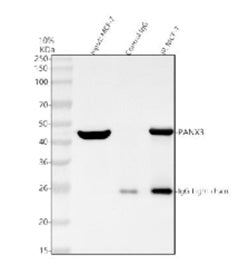 Immunoprecipitating (IP) PANX3 in MCF-7 whole cell lysate. Western blot analysis of PANX3 using anti