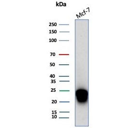 Western blot testing of human MCF-7 cell lysate with CD99 antibody (clone MIC2/7866). Predicted mole