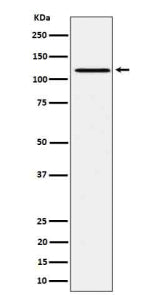 Western blot testing of lysate from human Ramos cells treated with pervanadate, using Phospho-JAK1 (