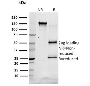 SDS-PAGE analysis of purified, BSA-free SREBP1 antibody (clone SREBP1/1578) as confirmation of integ